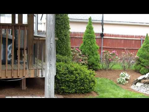 how to fertilize weeping cherry tree