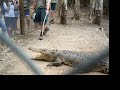 Townsville, Australia: Crockodile at Billabong Sanctuary Townsville, Australia: Crockodile at Billabong Sanctuary
