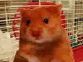 Harry the Hamster