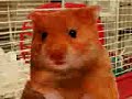 RAPPING HARRY THE HAMSTER (swearing) RAPPING HARRY THE HAMSTER (swearing)