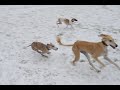 Whippets and Salukis have fun in Lorch 2