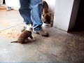 .: PITBULL CRIA :.