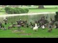 videos de Canada Geese - Rose Hills Migratory Birds - HD version