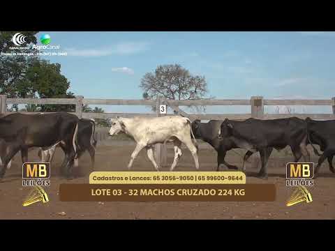 520� LEIL�O VIRTUAL MB LEIL�ES