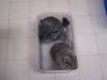 Chinchilla Dust Bath