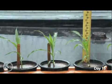 how to grow maize