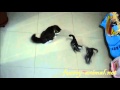 Cats got crazy by laser pointer