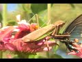 Praying Mantis and Butterfly Praying Mantis and Butterfly