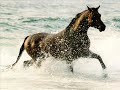 Les chevaux Les chevaux