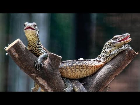 Surabaya/Indonesien: Babydrachen - 70 Komodowarane sind auf die Welt gekommen