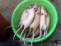 upset-tummy.html