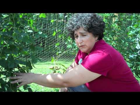 how to replant a blackberry bush