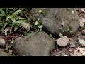 El Perro Del Hortelano (Pelicula Peruana) Parte 1 NUEVA Version 2009