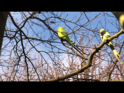 Exotischer Halsbandsittich in den Niederlanden nich ...