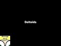 Trigger Points Deltoids