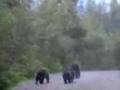 Grizzlr Bear & Cubs Hyder Alaska