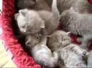 Tammys Litter 2006
