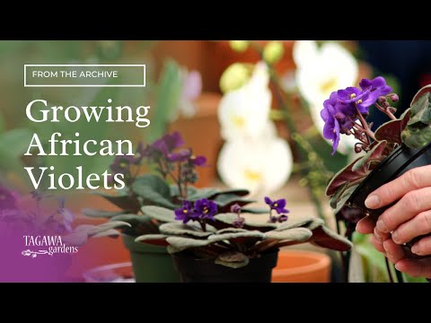 how to transplant violets