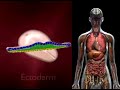 cell fate- cell fate-