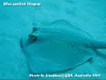 Great Barrier Reef - Flynn Reef and Milnn Reef - Australia