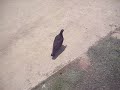 Pidgeon Chase THREE