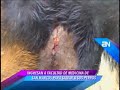 Rescatan a catorce perros que iban a ser sacrificados por alumnos de San Marcos