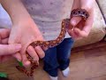 High Contrast Brazilian Rainbow Boa Hatchling