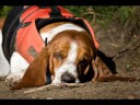 Basset Hound Floyd