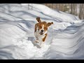 Basset Hound Floyd