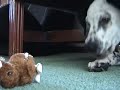 Puppy\ Puppy\