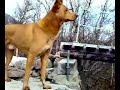 My dog Sniffer. - May 15, 2008, 09:33 AM