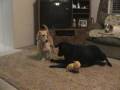 Howdy the bassador playing with my pups