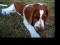 S�te Gale baby Loffe