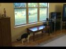 Cats can't stand foam darts - 1
