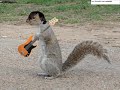Animal I Have Become- Three Squirrel\ Animal I Have Become- Three Squirrel\