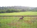 fast-little-donkey.html