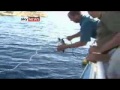 Shark attacks in Egypt