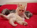 Le grandi pulizie di Ch�rie.MPG