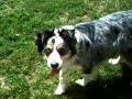 Sidney the Aussie Dog