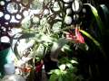 Orquídea en flor y se escucha el cantar de los canarios