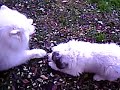 Great   Pyrenees  Puppies at 9 Weeks