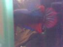 betta voile court sauvage