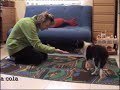 Puppy: Training 13 weeks (nuevas habilidades)