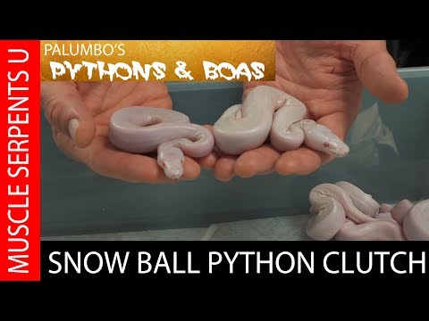 YouTube reptile video