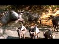 Watch Video