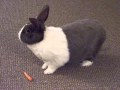 Awesome Dutch Bunny!!!