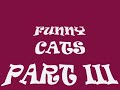 PART 3 FUNNY CATS ~ TALKING CAT ~ ANIMAL FUN ~ MY COOL CATS