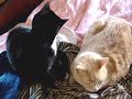 part 3 funny cats ~ talking cat ~ animal fun ~ my cool cats