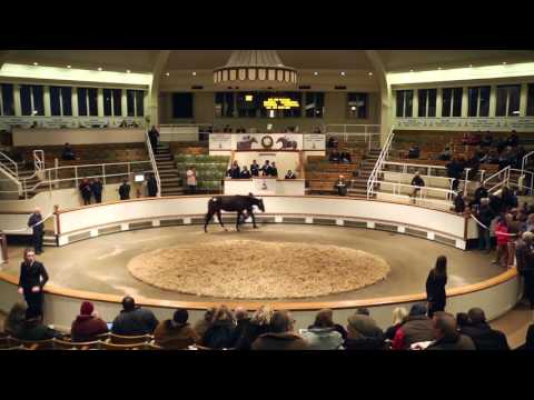 Tattersalls December Yearling Sale 2015 Video Review