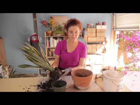 how to replant a snake plant